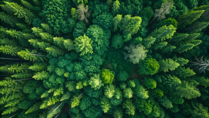 Aerial top view of forest trees for green carbon neutrality