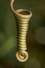 Twisted branch forming natural spiral shape