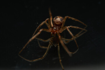 Brown spider on black reflective background