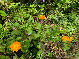 In a whimsical garden tapestry, sunlit marigolds dance beside delicate forget-me-nots, symbolizing Beltane's vibrant renewal and hidden whispers