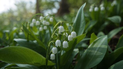 Lily of the valley a stunning spring bloom