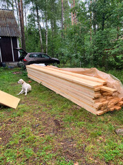 Lonely white dog beside lumber stack sparks rustic summer solstice vibes, Nordic midsummer fest, serene woodland retreat ambiance