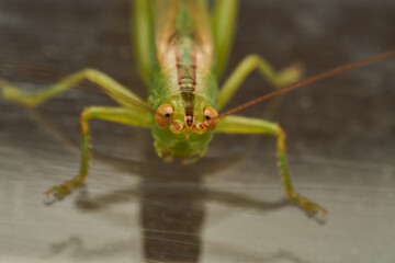 Green Grasshopper on White Background