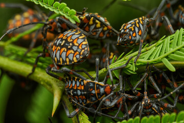 Macro Shot of Black Red and Yellow Bug Nymphs