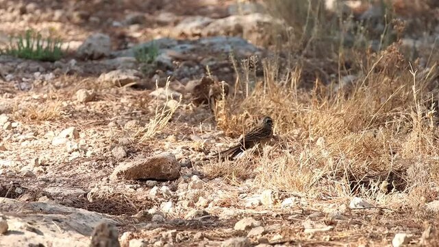 Ave Escribano montesino macho Emberiza cia con semilla en el pico busca entre la hierba seca del bosque en verano m&aacute;s alimento, Alcoy, Espa&ntilde;a
