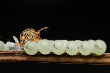 macro shot of newborn insects on eggs