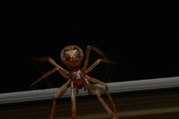 Brown spider on black reflective background
