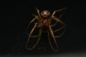 Brown spider on black reflective background