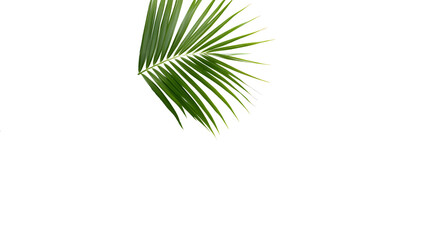 Fototapeta premium Green palm leaves on a transparent background, close up view. Tropical foliage banner with copy space