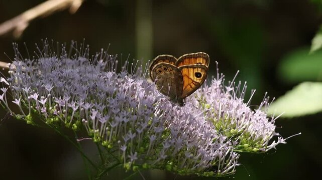 Mariposa lasiommata megera come nectar de flor trachelium caeruleum entre contrastes de luces y sombras, Alcoy, Espa&ntilde;a
