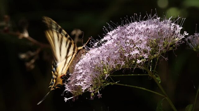 Mariposa Papilio machaon interact&uacute;a con escarabajo sudario Oxythyrea funesta en flor de Trachelium caeruleum, Alcoy, Espa&ntilde;a