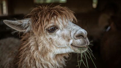 Fototapeta premium Llama chewing hay in barn staring at camera