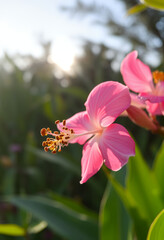Fototapeta premium Magische Natur – Rosa Blüte im Traumlicht mit Wasserperlen