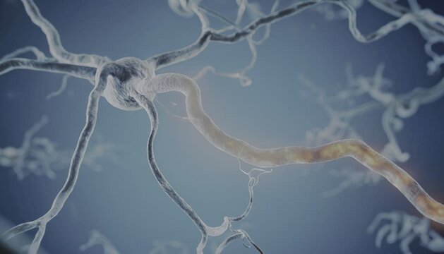 neuronal response to stress
