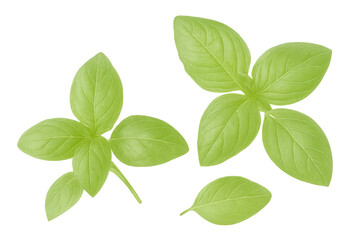 Obraz premium Fresh basil leaves displaying bright green color against transparent backdrop, ideal for culinary graphic design needs