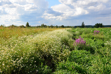 A Vibrant Meadow of Wildflowers with daisies Under a Cloudy Sky with sunlight