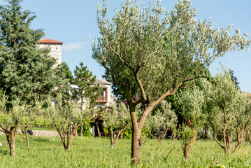 Grove with young olive trees on territory of monastery in Bosnia and Herzegovina