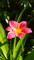 Naklejka premium Magische Natur – Rosa Blüte im Traumlicht mit Wasserperlen