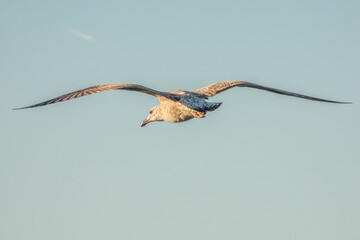 Fliegende Silbermöwe