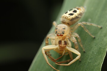 A macro photograph of Telamonia dimidiata, commonly known as the two-striped jumping spider,...