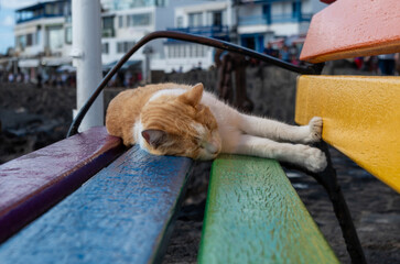Orange and White Cat Sleeping on a Rainbow-Colored Bench in Playa Blanca, Lanzarote