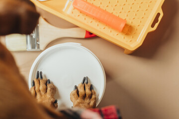 Closeup of dachshund paws on paint bucket, concept dog helping in home DIY work