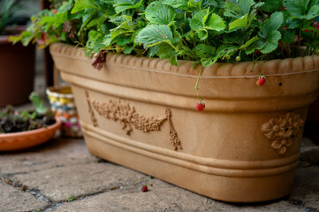 Strawberry plants growing in a decorative terracotta container on a patio, with visible ripe and...