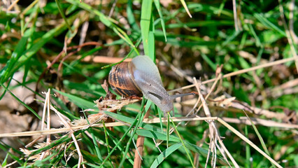 General stock Fruit and vegetable gardening. 

A snail makes its way through the grassy undergrowth. 

pest, nuisance, slak, animal,
