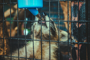 A raccoon in a cage drinks water from a blue dispenser. Close-up view, focus on the animal.