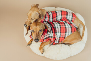 Two dachshunds cuddled in fluffy bed wearing plaid shirts, concept cozy home pet comfort and friendship