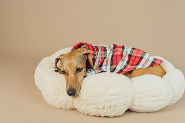 Closeup of dachshund face on plush bed, concept sleepy cozy pet moment