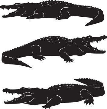 3 buaya