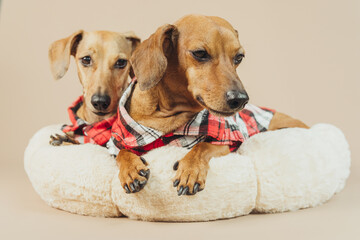Two dachshunds resting in cozy bed with plaid outfits, concept calm dog companionship