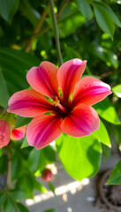 Zarte Fr&uuml;hlingsblume mit Tautropfen &ndash; M&auml;rchenhafte Nahaufnahme