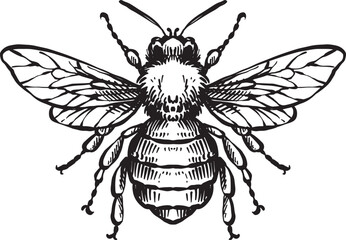 bee animal vintage hand drawing