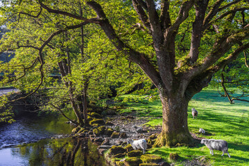 Autumn tree landscape at the Lake District, Cumbria, England, UK, Europe