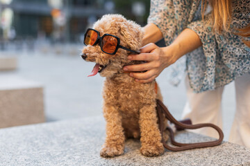 Cute poodle dog wearing trendy sunglasses sitting on a stone bench with its owner. Stylish pet...