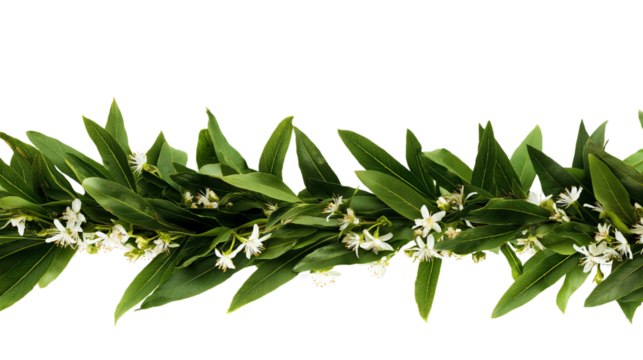  floral garland of lush green leaves and delicate white flowers isolated on white background