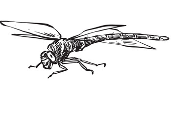 dragonfly animal vintage hand drawing