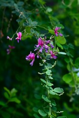 Lespedeza maximowiczii flowers. Fabaceae deciduous shrub. Purple-red butterfly-shaped flowers bloom in racemes from June to July.