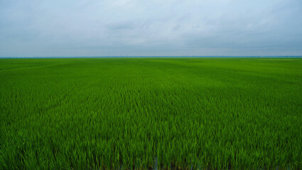 Obraz premium green field and blue sky