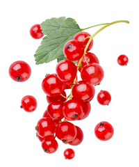 Ripe red currant with leaf and flying berries close-up on a white background. Isolated