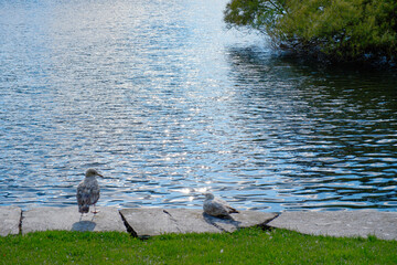 Scenic view of Byparken park in Stavanger, Norway, with fountain, lake, architecture, and lush summer greenery 노르웨이 스타방에르 Byparken 공원의 분수, 호수, 여름의 풍부한 녹음 풍경