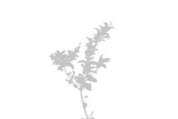 Branch leaf shadow overlay effect isolated on transparent background. Blurred leaves shadow for summer projects. Tree shadow, Design elements for autumn, spring. PNG
