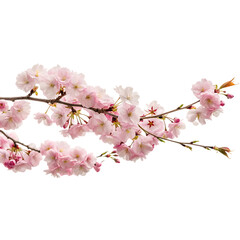 Cherry Blossom Branch: Delicate pink cherry blossoms in full bloom on a gently curving branch, showcasing the beauty of springtime.
