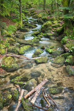 Serene forest stream flowing over moss-covered rocks surrounded by lush green foliage. Black Forest, Germany