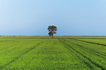 Tree with big crown in the middle of a green field