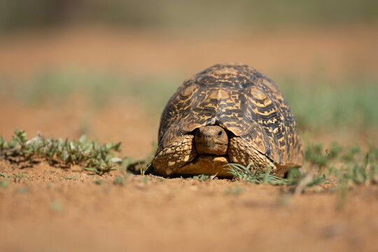 A Leopard tortoise on a sandy ground surrounded by sparse greenery under soft light. Laikipia, Kenya