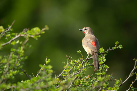 Rosy-patched bush-shrike perched on green leafy branch in lush natural setting. Laikipia, Kenya