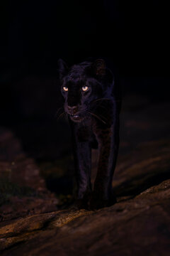 A black panther, leopard, with glowing eyes prowls in a dimly lit night setting. Laikipia, Kenya